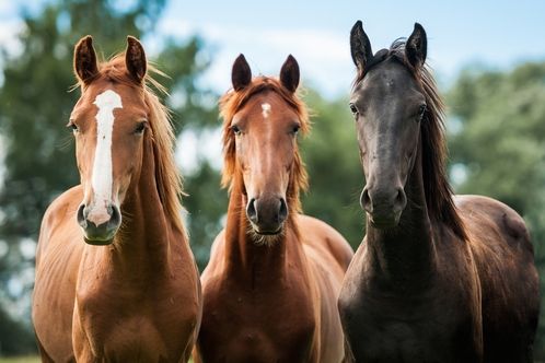 Blue Point’s Weaver Brands finds strong fit, attractive market with Shapley’s