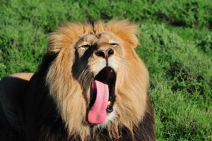 lionyawn