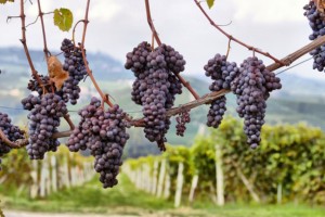 napavalley