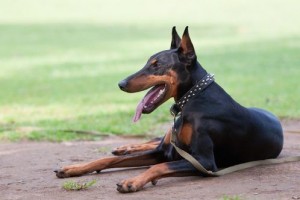 doberman 2