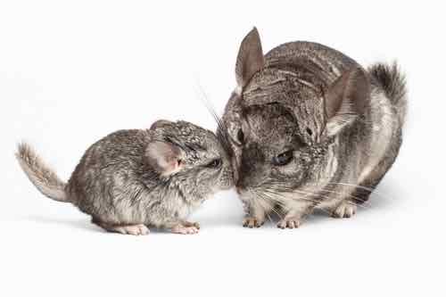 How Much Chinchilla Price Petsmart Shop Baby Chinchillas For