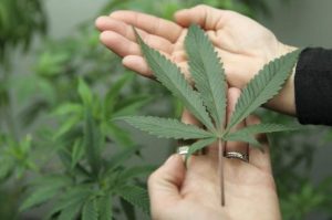 Martos holds a marijuana leaf at the Canna Pi medical marijuana dispensary in Seattle