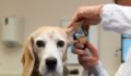 PE taps into veterinary care: 7 deals KKR, Kohlberg Kravis Roberts, private equity, veterinary, medical, healthcare