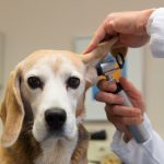 KKR, Kohlberg Kravis Roberts, private equity, veterinary, medical, healthcare