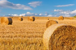 Straw Bales at a Stubbel Field