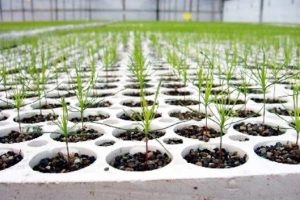 PRT Growing Services Ltd
