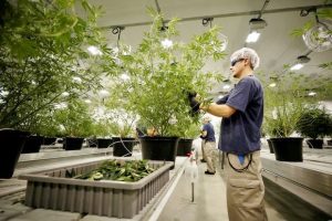A worker collects cuttings from a marijuana plant at the Canopy Growth Corporation facility in Smiths Falls, Ontario, Canada, January 4, 2018. REUTERS/Chris Wattie//File Photo