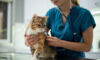 vet cat pet veterinary animal health clinic