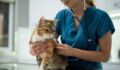 vet cat pet veterinary animal health clinic