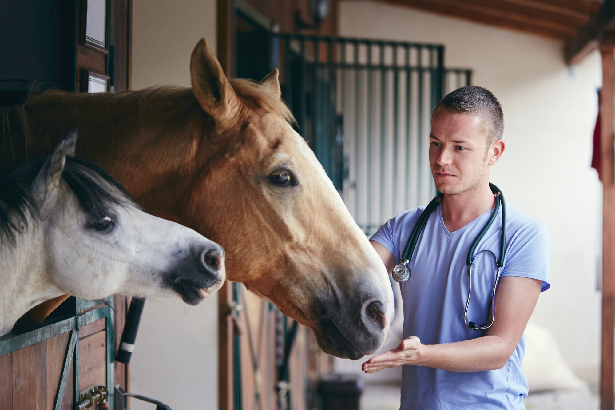 Blue Point, Bencis Capital, Gimv drawn to equine healthcare; Inflexion to sell TICC business Celnor to Goldman Sachs Alternatives